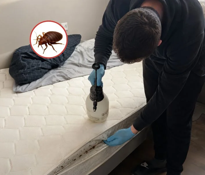 Technicien traitant un matelas contre les punaises de lit à Flins-sur-Seine